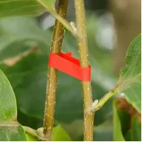 Стрічка для підв'язування рослин Graft strap, 20 х 25 м · Набір стрічок для садового степлера